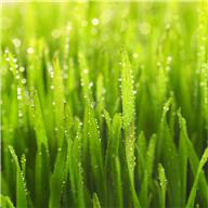 grass